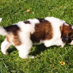 Magma - tornjak puppy in the sun