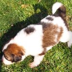 Mason - tornjak puppy