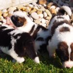Magnum, Misty and Mason - tornjak puppies