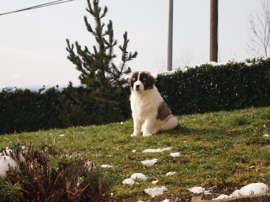 Tornjak Puppy on the hill