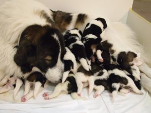 Tornjak puppies, M-litter with mother