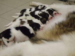 Suckling Tornjak Puppies