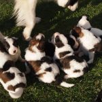 Tornjak puppies in the sunlight