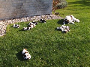 Garden Tornjak puppy party