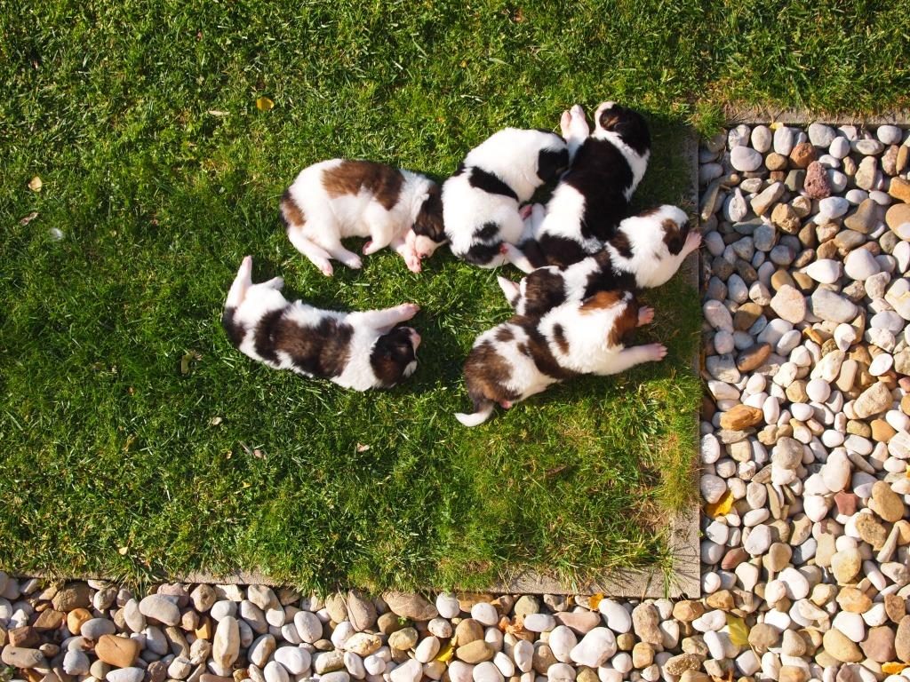 Helicopter view on puppies