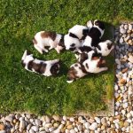 Helicopter view on puppies