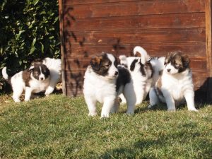 Tornjak puppies enjoying sunshine