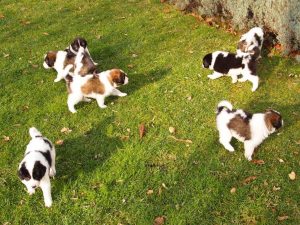 Tornjak puppies playing on sunshine