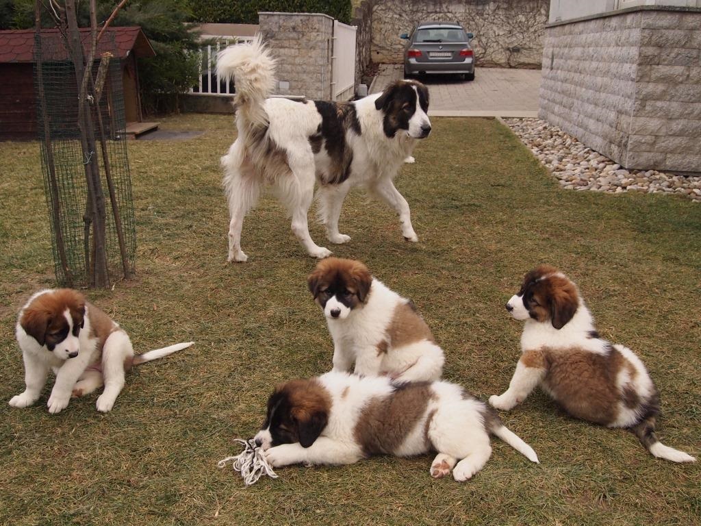 Mytornjak Tornjak Puppies For Sale New Litter Available