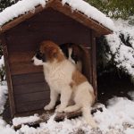 Melon-kuća za pse-snijeg