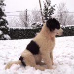 Milky-posing-in-snow