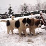 Milky and Modox in snow