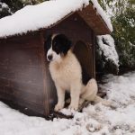 Milky-snow-and-dog-house