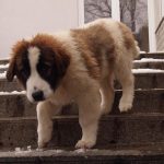 Modox-se spušta niz stepenice