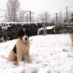 Myra-Milky-and-Modox in snow