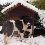 Myra-snow-and-dog-house