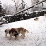 Tornjak - štenci na snijegu