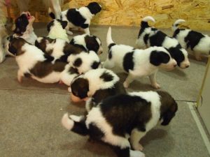 11 Tornjak Puppies