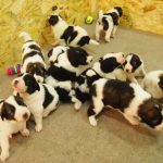 Playtime for Tornjak Puppies
