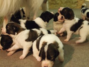 Tornjak Puppies playground