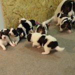 Tornjak Puppies playing