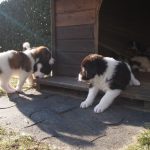 Nice afternoon with tornjak puppies
