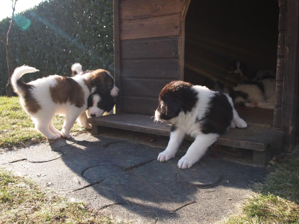 My Tornjak Web Tornjak Puppies 5 Weeks Old Puppies For Sale