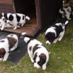 štenci ispred kućice