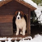 Modox-u sniježnoj kućici